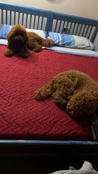 Barboncini red/fulvo | Foto 3