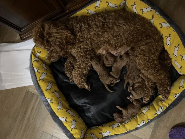 Barboncini red/fulvo | Foto 2