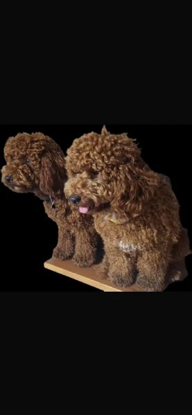 Barboncini red/fulvo | Foto 1