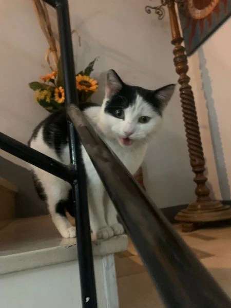 Una casetta per Black&White