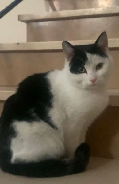 Una casetta per Black&White | Foto 6