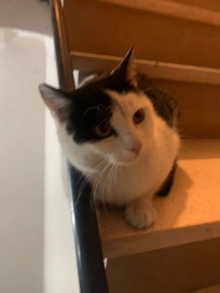 Una casetta per Black&White | Foto 5