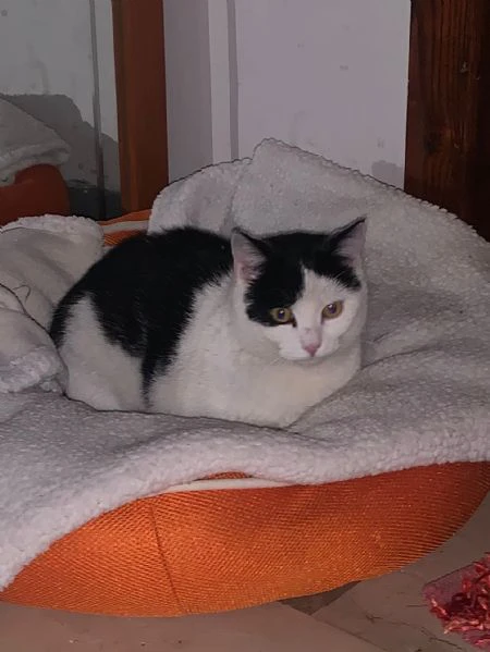 Una casetta per Black&White | Foto 3