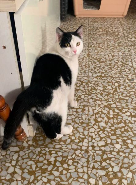 Una casetta per Black&White | Foto 2