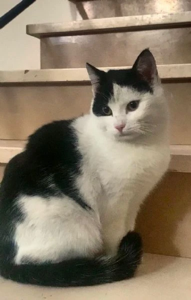 Una casetta per Black&White | Foto 1