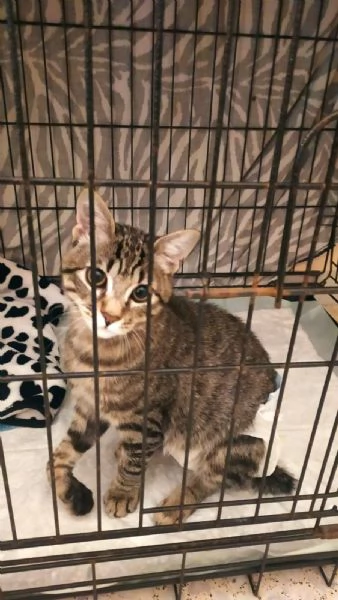 Adozione del cuore per Mariolino