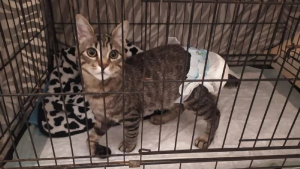 Adozione del cuore per Mariolino | Foto 3