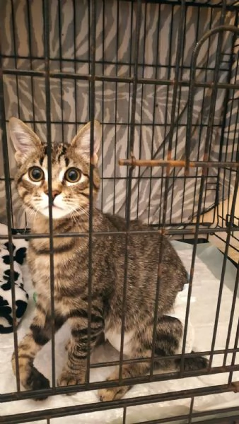 Adozione del cuore per Mariolino | Foto 2