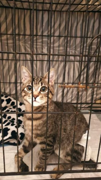 Adozione del cuore per Mariolino | Foto 1