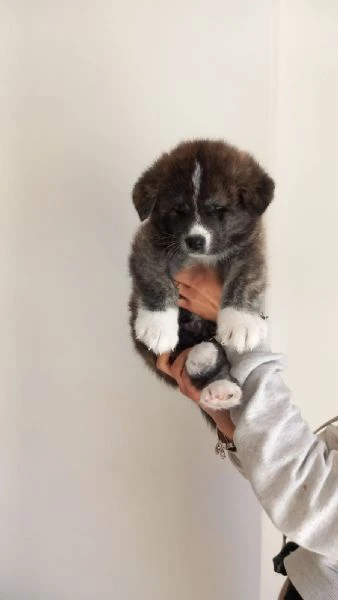 Cuccioli akita inu | Foto 3