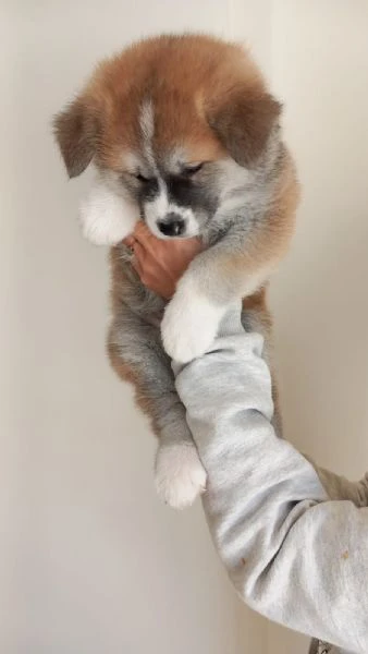 Cuccioli akita inu | Foto 1
