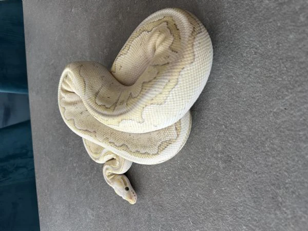 Pitone reale | Foto 2