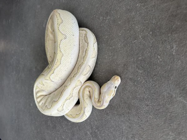Pitone reale | Foto 1
