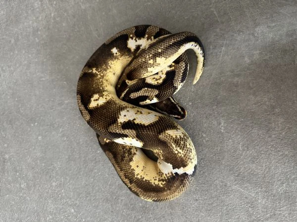 Pitone reale | Foto 2