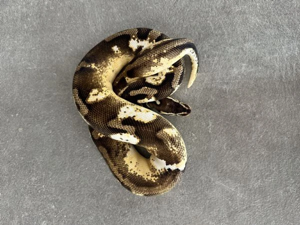 Pitone reale | Foto 1