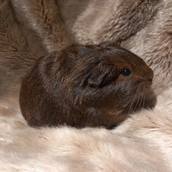 Cuccioli Cavie Sheltie  | Foto 5