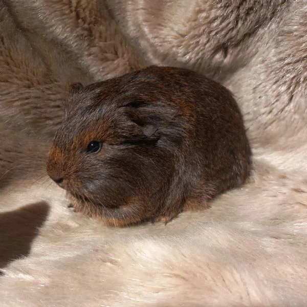 Cuccioli Cavie Sheltie  | Foto 4