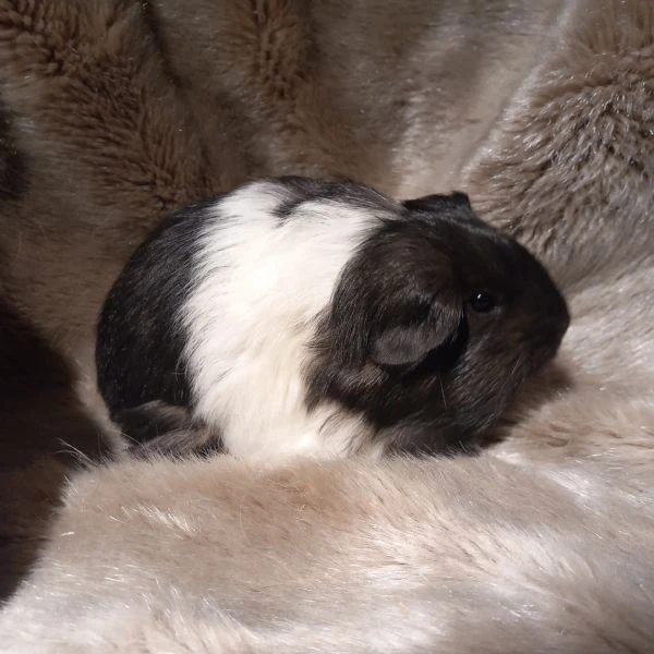 Cuccioli Cavie Sheltie  | Foto 3