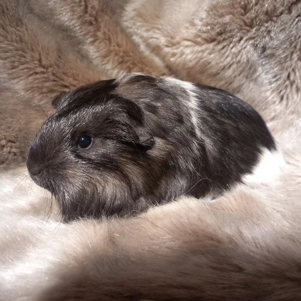 Cuccioli Cavie Sheltie  | Foto 2