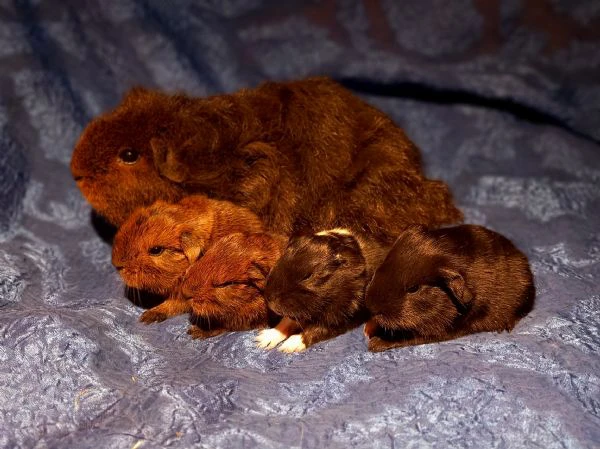 Cuccioli Cavie Sheltie  | Foto 1