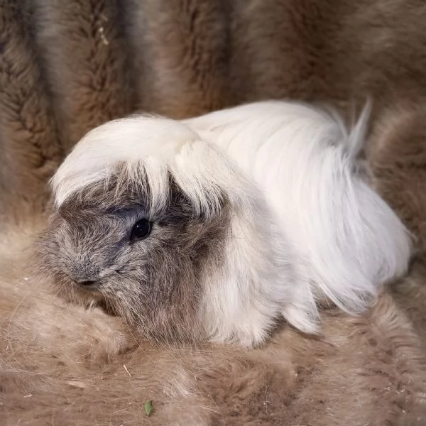 Cuccioli Cavie Peruviane  | Foto 6