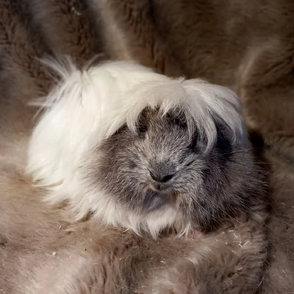 Cuccioli Cavie Peruviane  | Foto 5