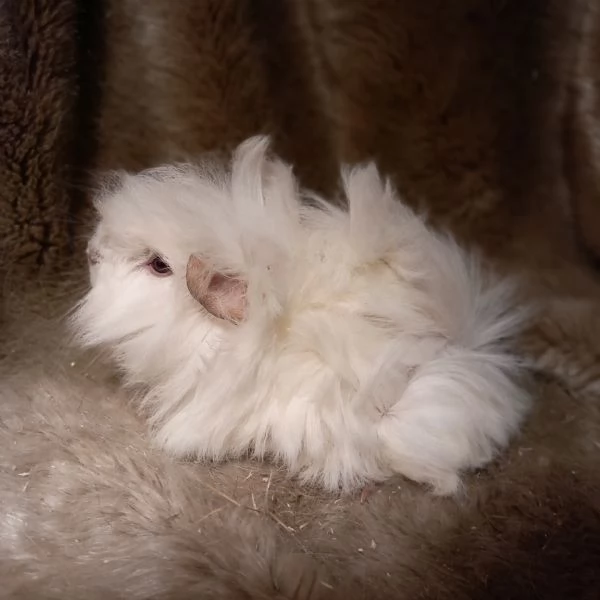 Cuccioli Cavie Peruviane  | Foto 4