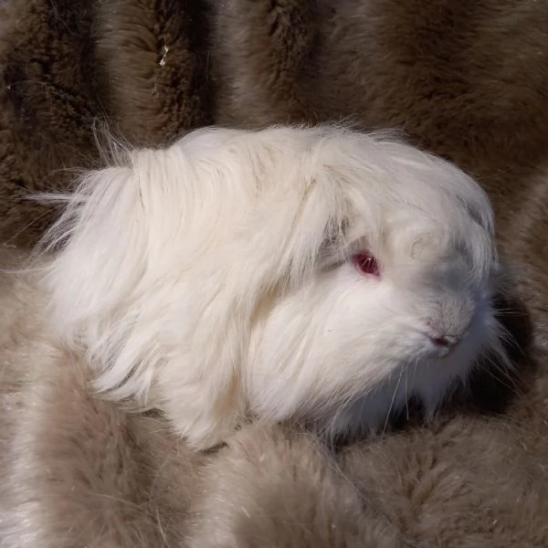 Cuccioli Cavie Peruviane  | Foto 3