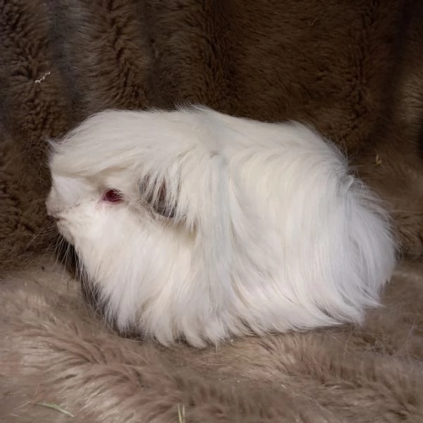 Cuccioli Cavie Peruviane 