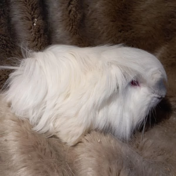 Cuccioli Cavie Peruviane  | Foto 2