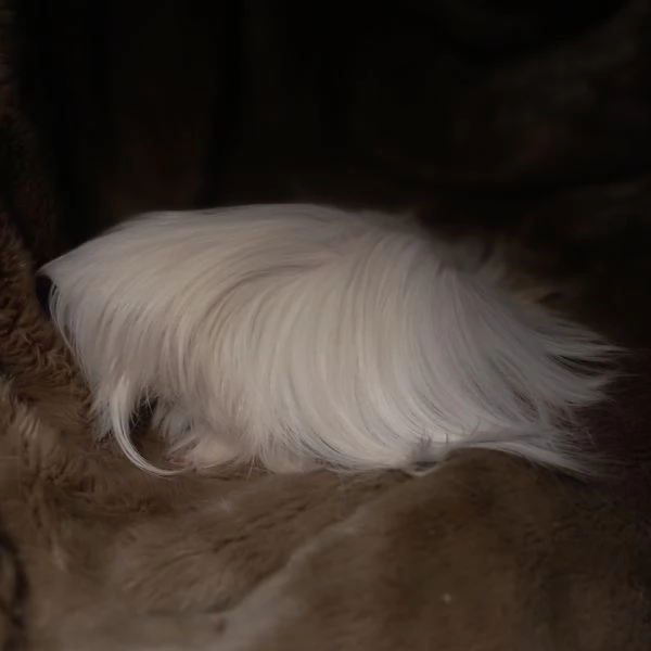 Cuccioli Cavie Peruviane  | Foto 1