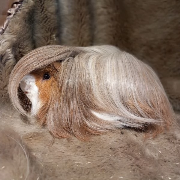 Cuccioli Cavie Peruviane | Foto 4