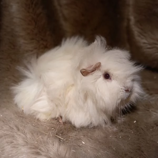 Cuccioli Cavie Peruviane | Foto 3