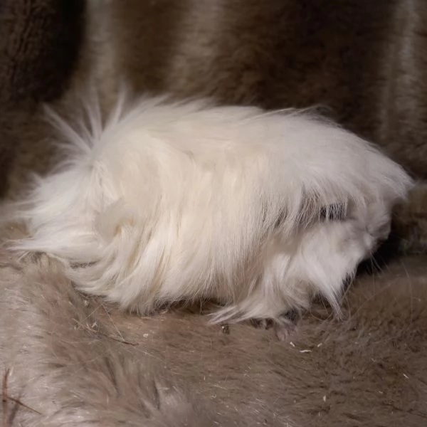 Cuccioli Cavie Peruviane | Foto 1