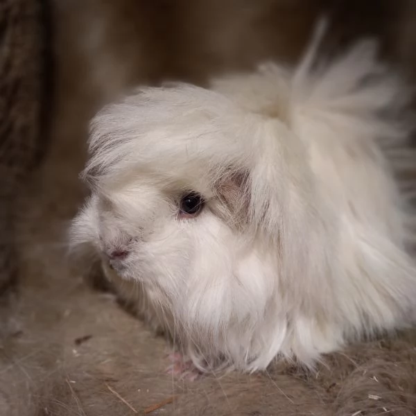 Cuccioli Cavie Peruviane