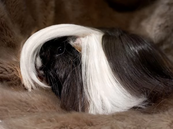 Cavie di razza Peruviana e Lunkarya | Foto 6