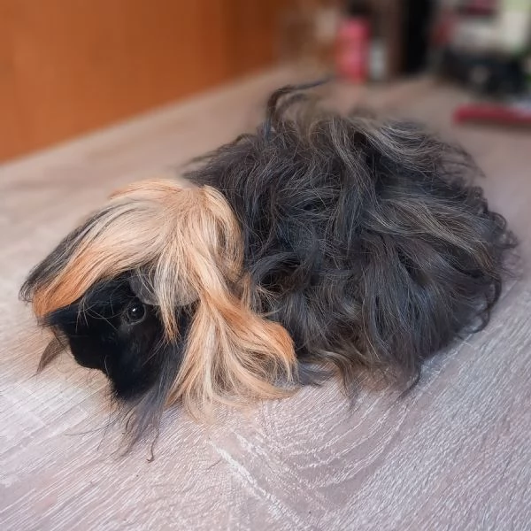 Cavie di razza Peruviana e Lunkarya | Foto 1