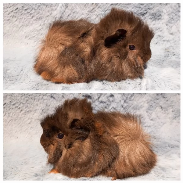 Cuccioli Cavie peruviane e minipli  | Foto 6