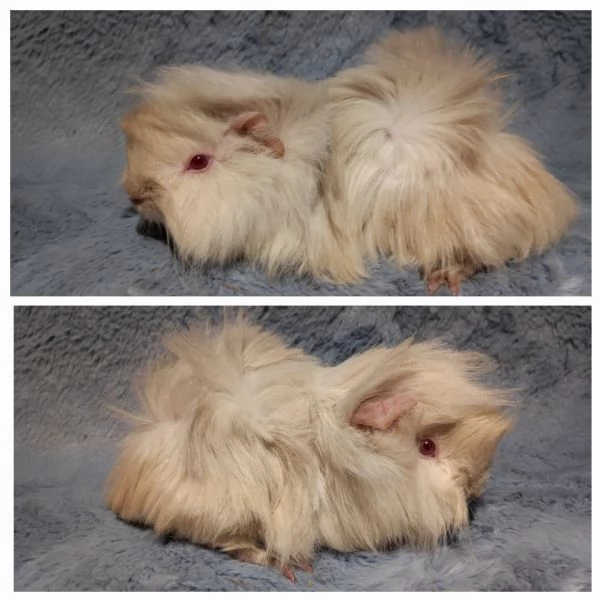 Cuccioli Cavie peruviane e minipli  | Foto 3