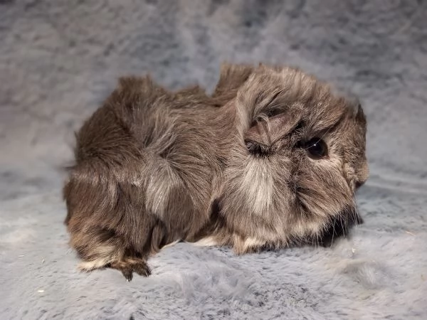 Cuccioli di cavie di razza peruviana, sheltie e coronet | Foto 1