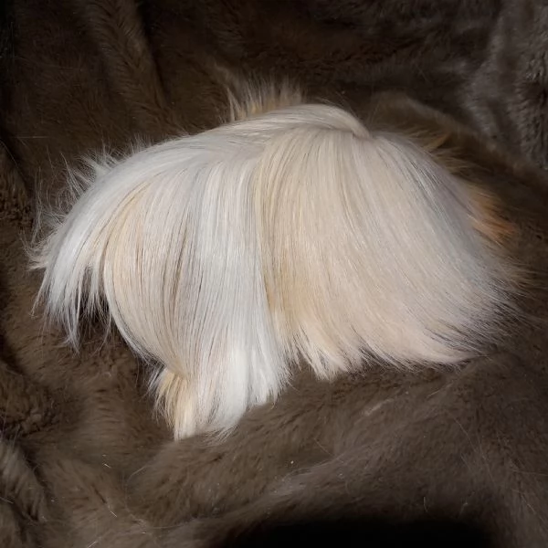 Cuccioli di cavie di razza peruviana, sheltie e coronet