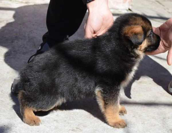 PASTORE TEDESCO | Foto 7