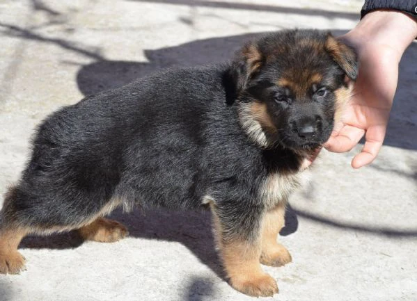 PASTORE TEDESCO | Foto 4