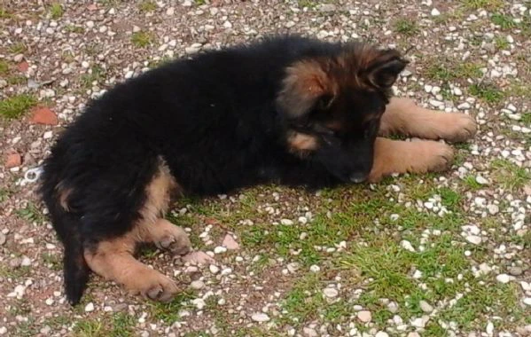 PASTORE TEDESCO | Foto 3