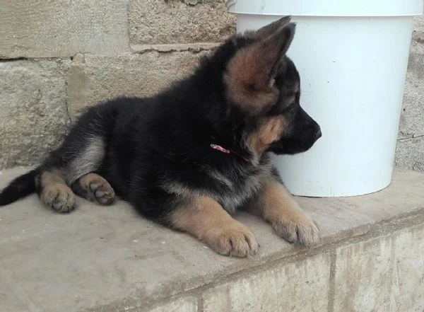 PASTORE TEDESCO | Foto 2