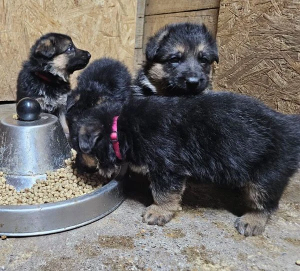 PASTORE TEDESCO | Foto 1