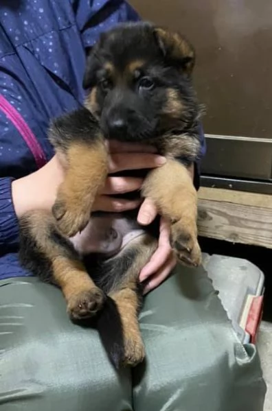 cucciolo di pastore tedesco | Foto 4