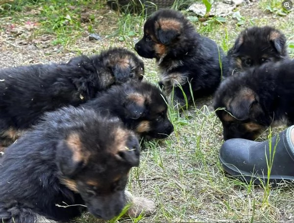cucciolo di pastore tedesco | Foto 3
