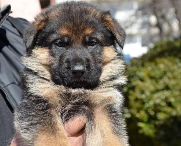 cucciolo di pastore tedesco | Foto 2