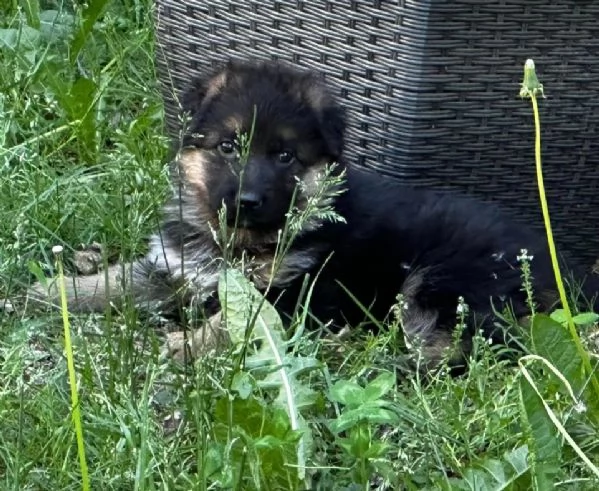 cucciolo di pastore tedesco | Foto 1